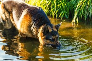 dog, German shepherd has a rest on river bank after bathing photo