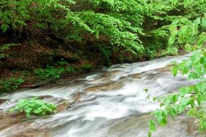 el flujo del río turbulento con fondo rocoso en el bosque foto