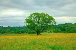 árbol solitario que crece en un campo foto