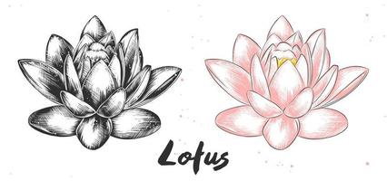 Vector engraved style illustration for posters, decoration and print. Hand drawn sketch of lotus flower in monochrome and colorful. Detailed vegetarian food drawing.