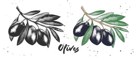 Vector engraved style illustration for posters, decoration and print. Hand drawn sketch of olives in monochrome and colorful. Detailed vegetarian food drawing.