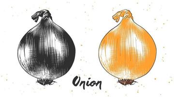 Vector engraved style illustration for posters, decoration and print. Hand drawn sketch of onion in monochrome and colorful. Detailed vegetarian food drawing.