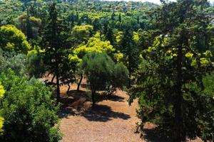 hermoso bosque verde en las montañas foto