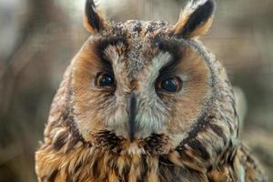 closeup portrait of beautiful owl photo