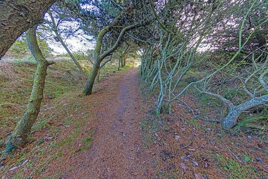 Image of path through coniferous forest with mystically shaped trees photo
