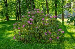 Arbusto de rododendro en flor con flores rosas foto