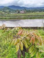 foto longan dimocarpus, longan deja fokus seleccionados para fondo natural