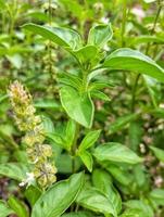 Lemon basil, Ocimum,  africanum, is the only basil used much in Indonesian cuisine, where it is called kemangi. It is often eaten raw with salad or lalap, raw vegetables, and accompanied by sambal. photo