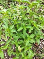 Lemon basil, Ocimum,  africanum, is the only basil used much in Indonesian cuisine, where it is called kemangi. It is often eaten raw with salad or lalap, raw vegetables, and accompanied by sambal. photo