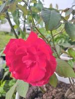 rosas rojas en un arbusto en un jardín. flor rosa roja que florece en el fondo flores de rosas rojas. foto