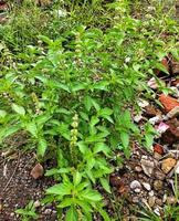 la albahaca de limón, ocimum, africanum, es la única albahaca que se usa mucho en la cocina indonesia, donde se llama kemangi. a menudo se come crudo con ensalada o lalap, verduras crudas y acompañado de sambal. foto