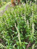Lemon basil, Ocimum,  africanum, is the only basil used much in Indonesian cuisine, where it is called kemangi. It is often eaten raw with salad or lalap, raw vegetables, and accompanied by sambal. photo
