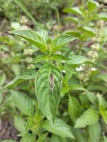 Lemon basil, Ocimum,  africanum, is the only basil used much in Indonesian cuisine, where it is called kemangi. It is often eaten raw with salad or lalap, raw vegetables, and accompanied by sambal. photo