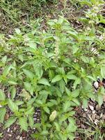 Lemon basil, Ocimum,  africanum, is the only basil used much in Indonesian cuisine, where it is called kemangi. It is often eaten raw with salad or lalap, raw vegetables, and accompanied by sambal. photo