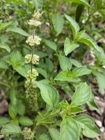 Lemon basil, Ocimum,  africanum, is the only basil used much in Indonesian cuisine, where it is called kemangi. It is often eaten raw with salad or lalap, raw vegetables, and accompanied by sambal. photo