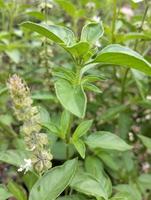 Lemon basil, Ocimum,  africanum, is the only basil used much in Indonesian cuisine, where it is called kemangi. It is often eaten raw with salad or lalap, raw vegetables, and accompanied by sambal. photo
