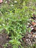 Lemon basil, Ocimum,  africanum, is the only basil used much in Indonesian cuisine, where it is called kemangi. It is often eaten raw with salad or lalap, raw vegetables, and accompanied by sambal. photo