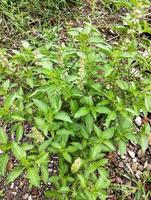 Lemon basil, Ocimum,  africanum, is the only basil used much in Indonesian cuisine, where it is called kemangi. It is often eaten raw with salad or lalap, raw vegetables, and accompanied by sambal. photo