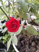 Red Roses on a bush in a garden. Red rose flower blooming on background red roses flowers. photo