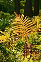 Yellow green fern leaf at autumn time with autumn light. Fern leaf in foreground photo