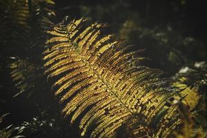 Yellow green fern leaf at autumn time with autumn light. Fern leaf in foreground photo