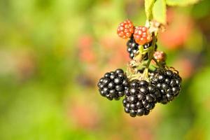 Blackberry on bush with bokeh. Blurred background. Vitamin rich fruit from garden photo