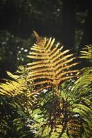 Yellow green fern leaf at autumn time with autumn light. Fern leaf in foreground photo