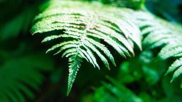 Green fern. Fern leaf inclined downwards. Light shines on the ribs of the leaf.