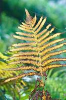 Yellow green fern leaf at autumn time with autumn light. Fern leaf in foreground photo