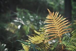 Yellow green fern leaf at autumn time with autumn light. Fern leaf in foreground photo