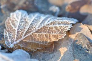 Ice crystals on leaves lying on the ground. Close up of frozen water. Macro shot photo