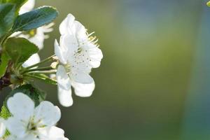 flor de manzana rosa blanca en la rama del manzano. florece de la fruta en el jardín foto