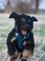 Goldendoodlle puppy, with black and brown fur, running across a path while playing photo