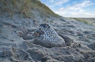 Sand castle with shells and sand. Moat around the castle in front of dunes. Denmark photo