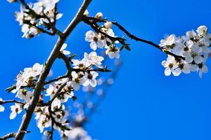 Branch with cherry blossom on fruit tree in garden. Blossom in spring. With bokeh. photo