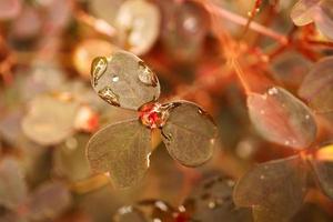 Clover in the forest. Clover leaves with water drops. Lucky symbol for 2023. photo
