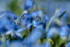 la flor bluestar en un bokeh de luz suave foto