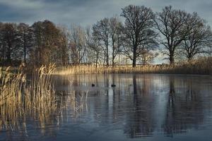 frosty lake with coot in the ice-free area. Trees on the edge and reeds in lake. photo