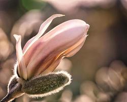 Los árboles de magnolia son un esplendor cuando están en flor. un punto de atracción en el paisaje foto