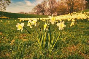 Daffodils on the meadow in spring. Plant shot from the park photo