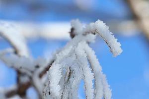 Ice crystals formed on branches and freeze in all directions. A richly textured photo