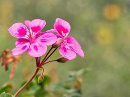 hermoso geranio con hermoso bokeh en todo su esplendor. foto de la naturaleza