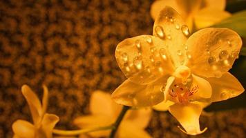 Las orquídeas son la reina de las flores. un punto de atracción en cualquier color foto