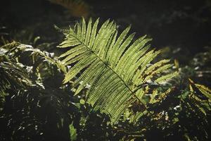 Yellow green fern leaf at autumn time with autumn light. Fern leaf in foreground photo