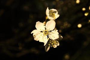 flores de cerezo en las ramas de un cerezo. pétalos delicados y de ensueño que florecen foto