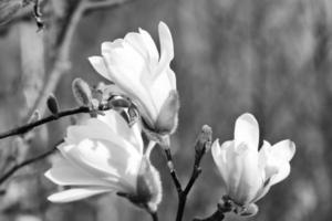 flor de magnolia en un árbol de magnolia tomada en blanco y negro. árboles de magnolia foto