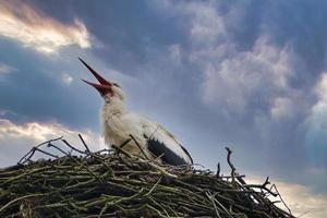 cigüeña blanca en el sitio de anidación. ave del año 1994 en alemania. fauna silvestre foto