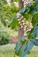 chestnut blossom on the branch of a chestnut tree. White flowers on the dagger photo