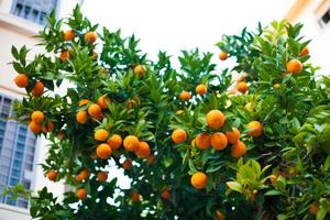 tangerine orange tree photo