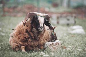 un carnero adulto con cuernos enroscados se echa a perder en el pasto. foto